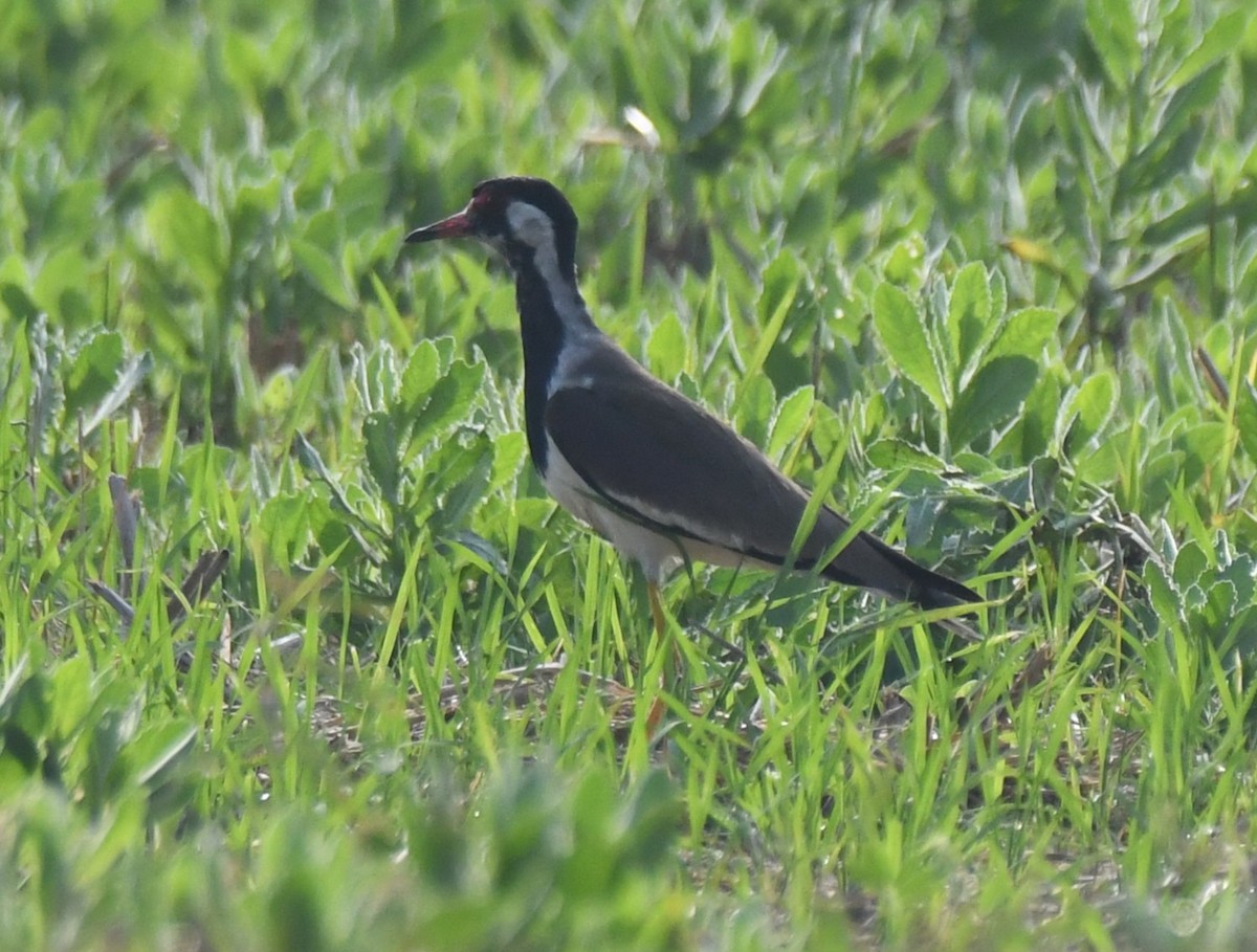 brillevipe - ML647338756