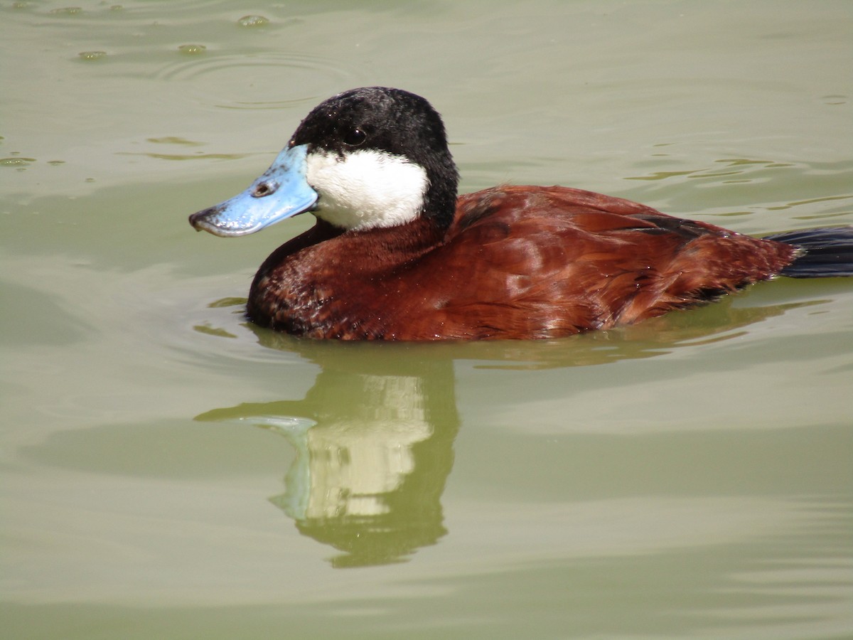 kobberand - ML647338758