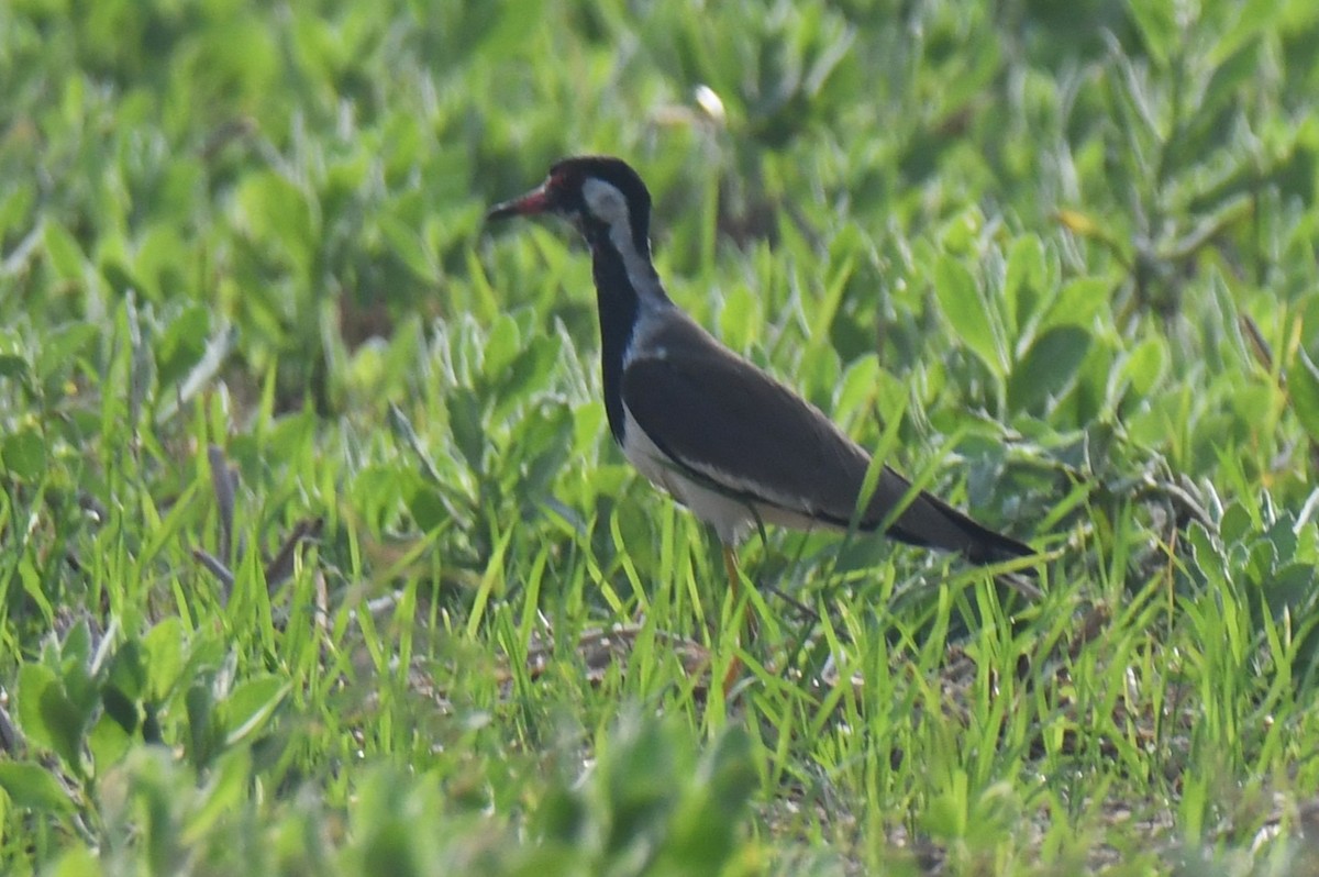 brillevipe - ML647338759