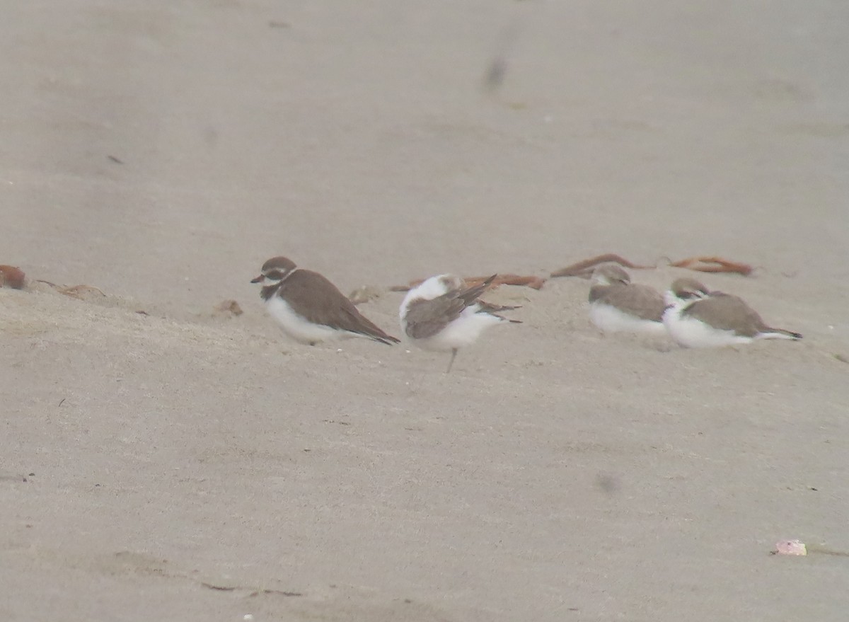 amerikasandlo - ML647338760