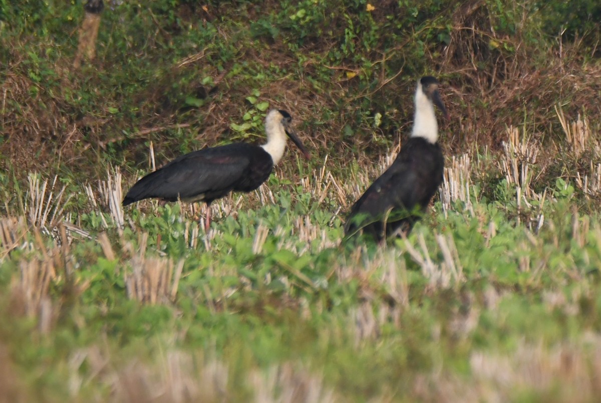 ullhalsstork - ML647338761