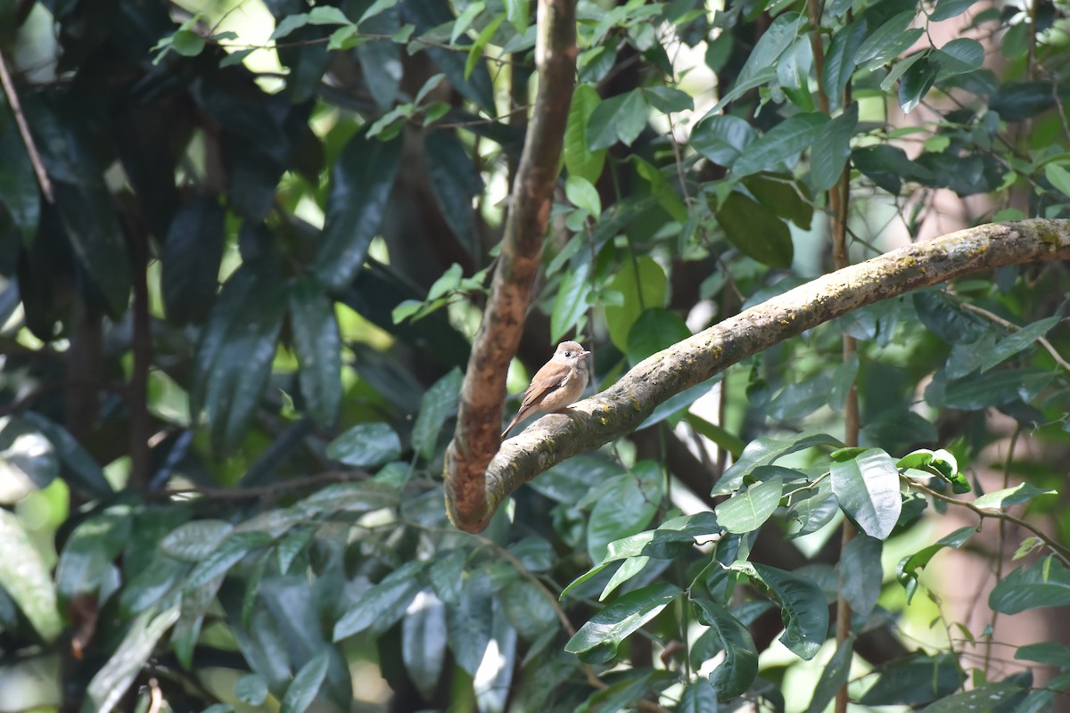 umbrafluesnapper - ML647338764