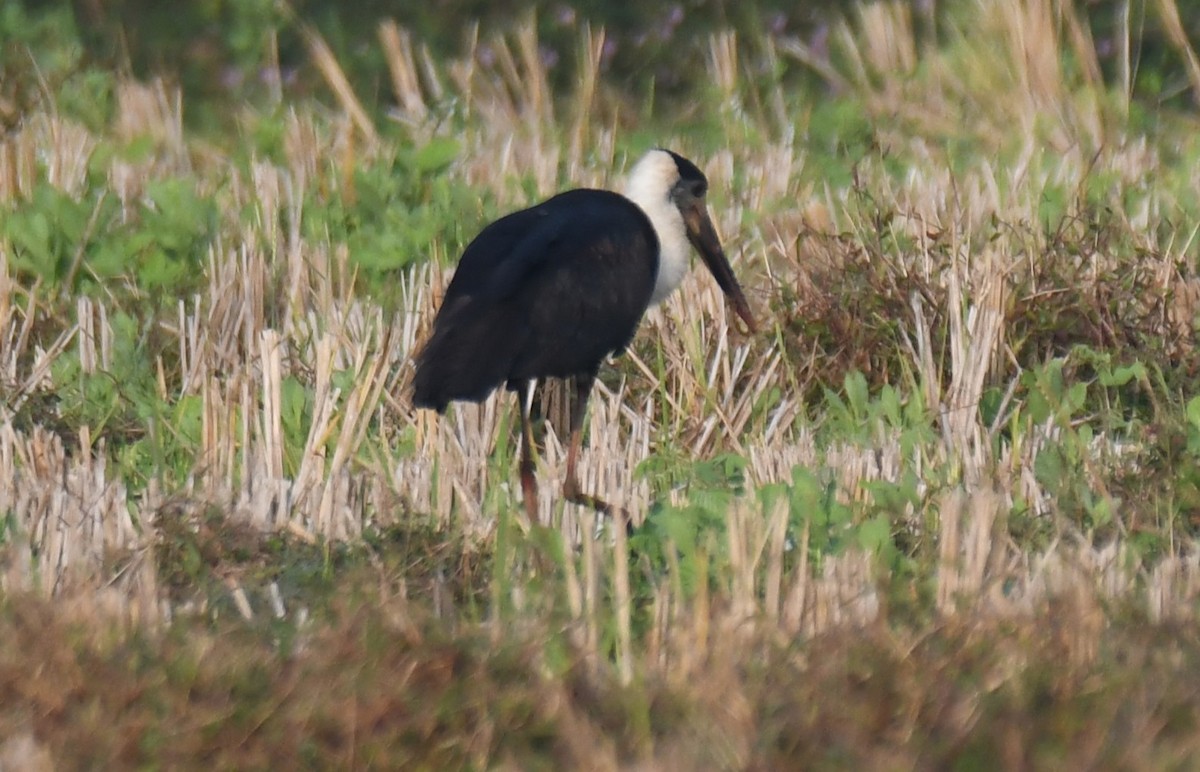 ullhalsstork - ML647338765