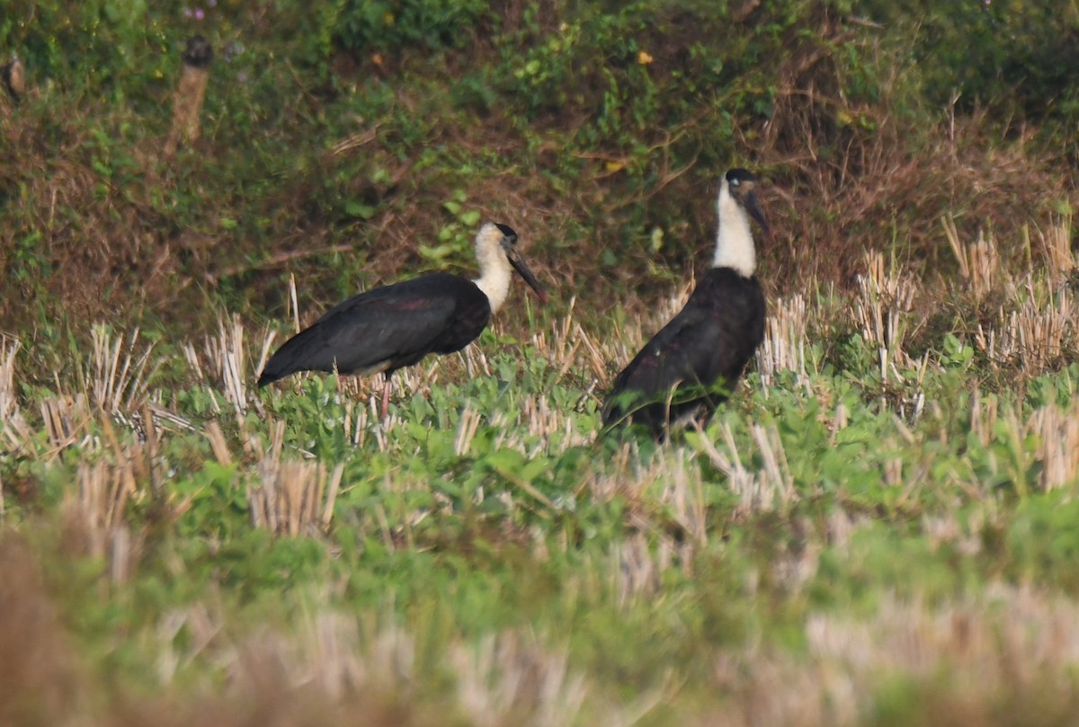 ullhalsstork - ML647338767