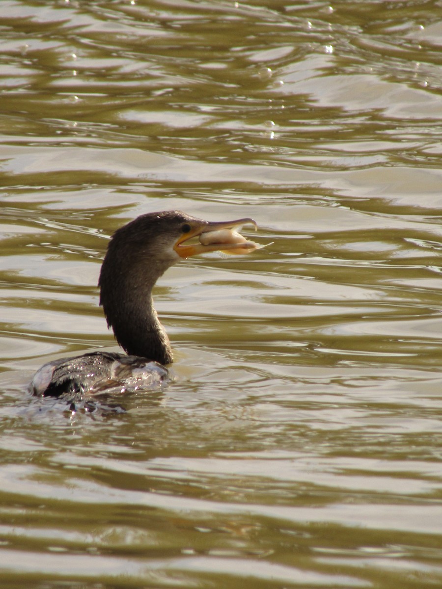 flodskarv - ML647338768