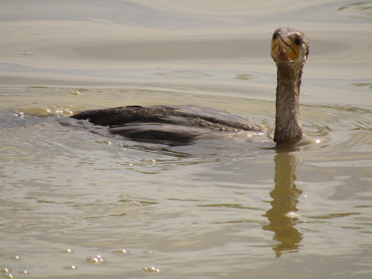 flodskarv - ML647338769