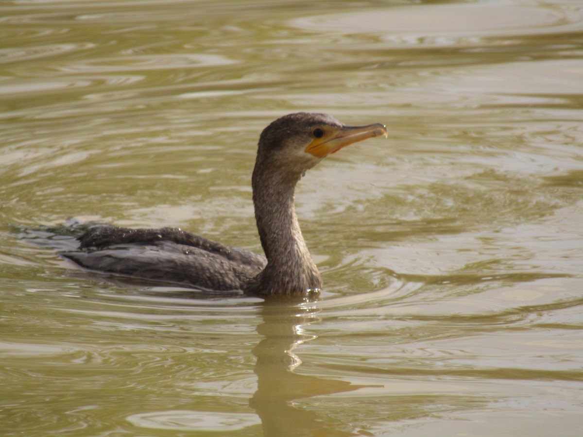 flodskarv - ML647338771