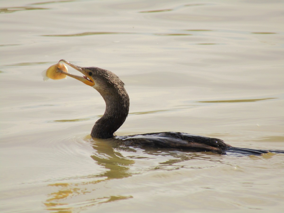 flodskarv - ML647338772