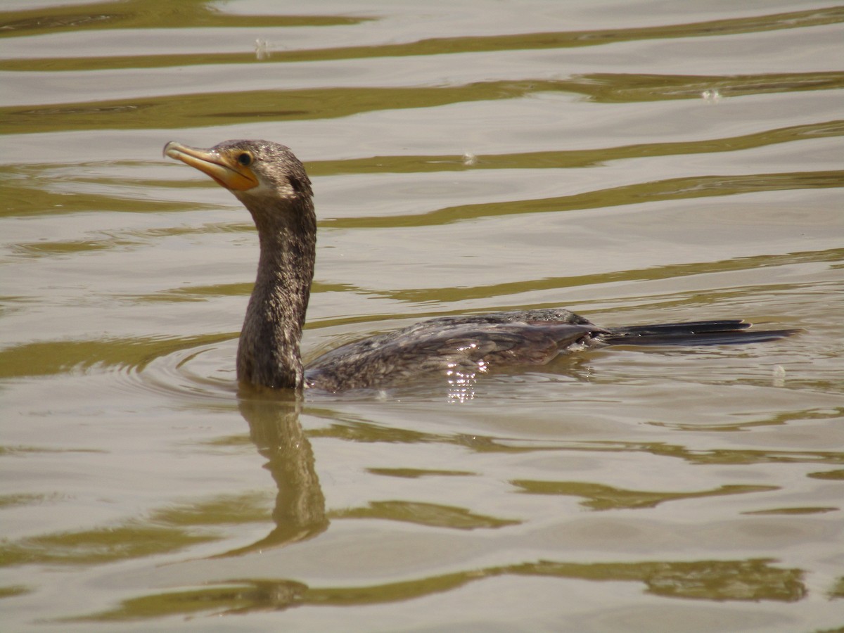 flodskarv - ML647338773