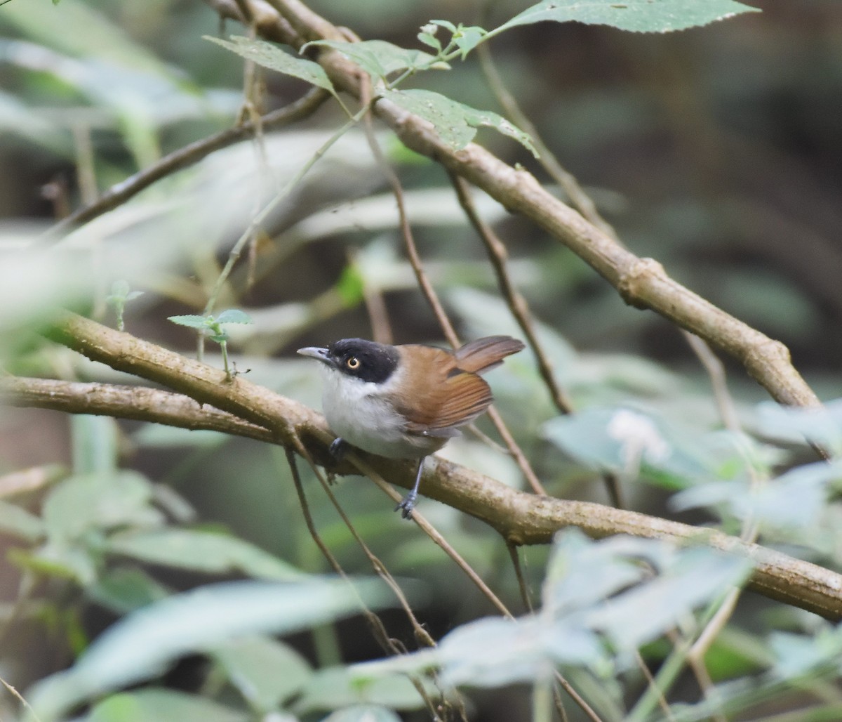 svarthettetimal - ML647338775