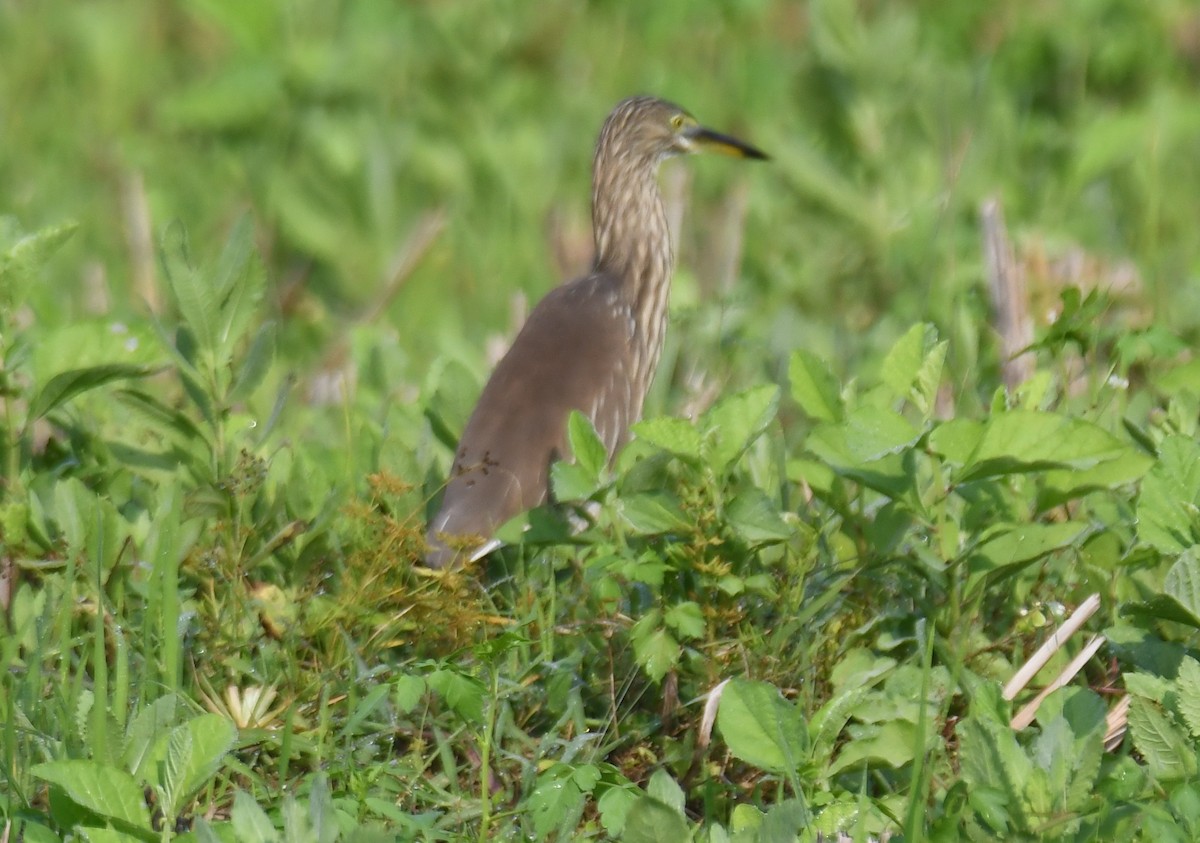 mangrovehegre - ML647338776