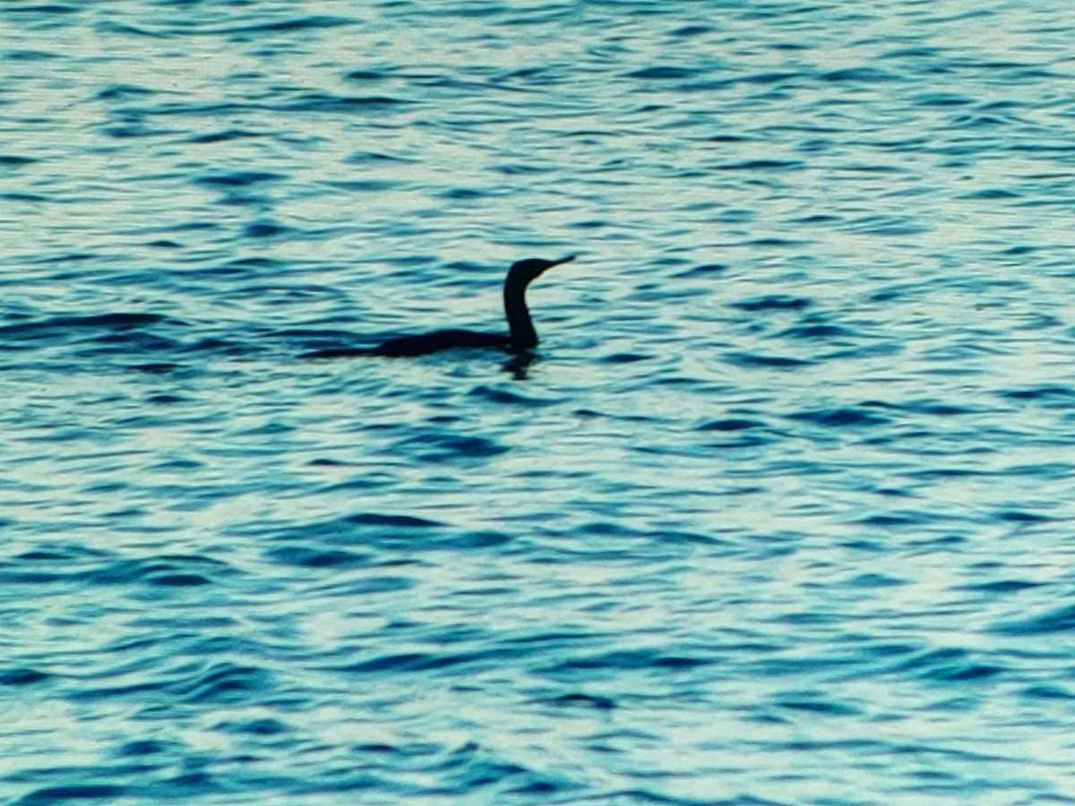 beringskarv - ML647338777