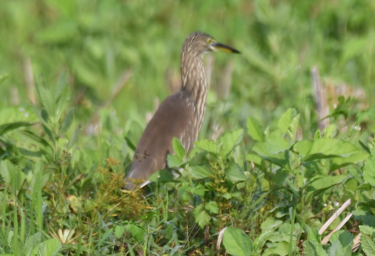 mangrovehegre - ML647338778