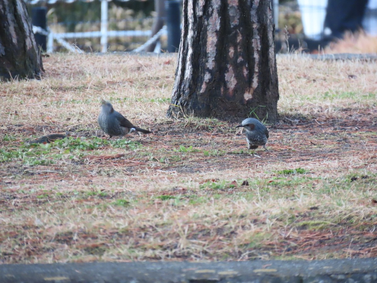 brunørebylbyl - ML647338781