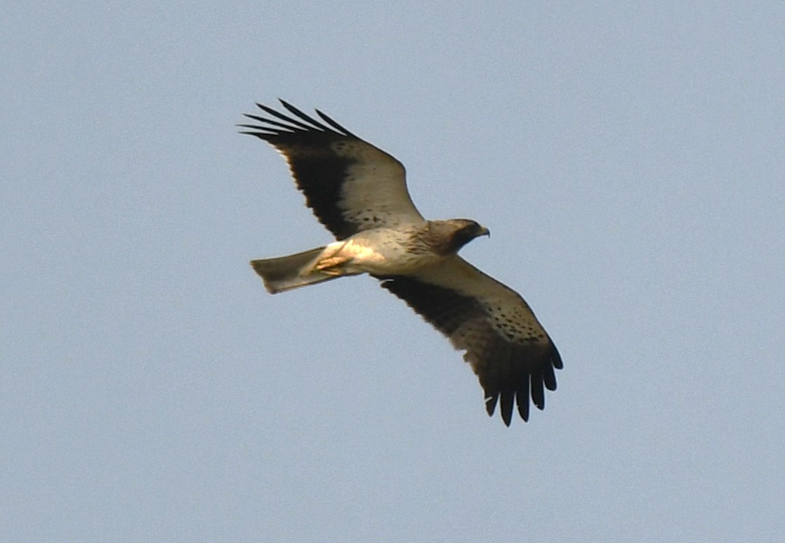 dvergørn - ML647338783