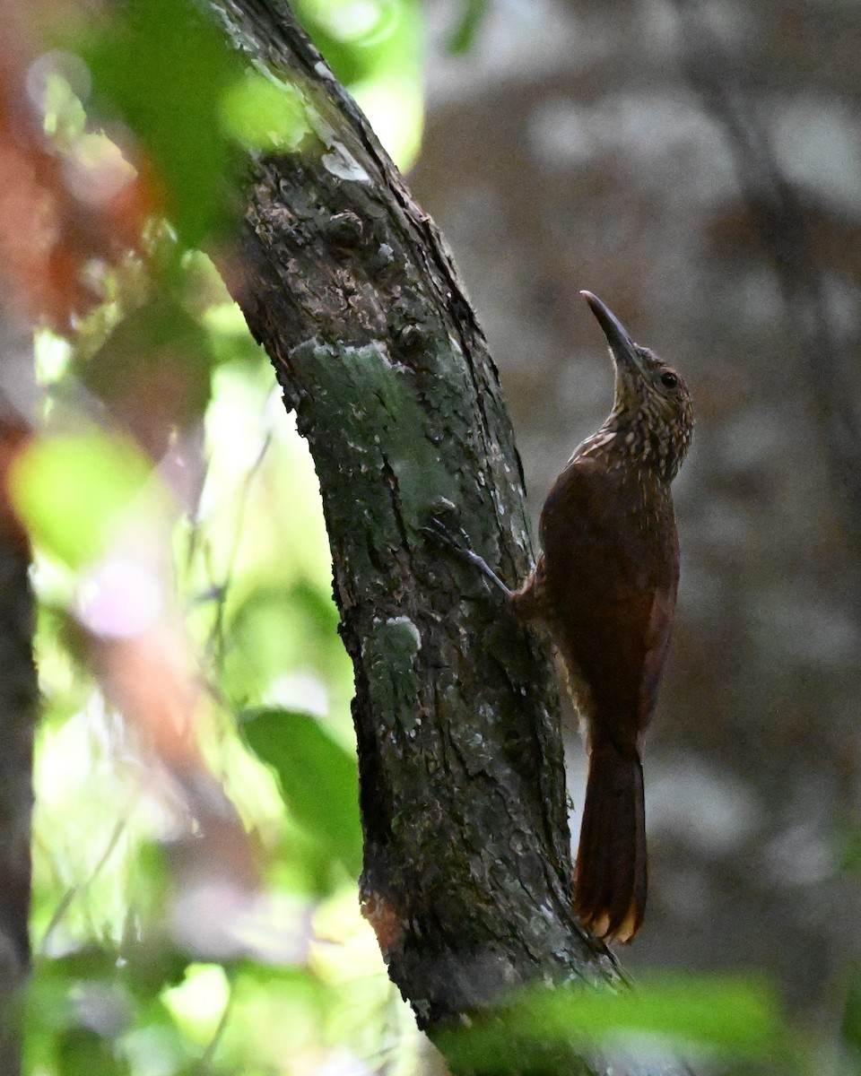 Buff-throated Woodcreeper - ML647338794
