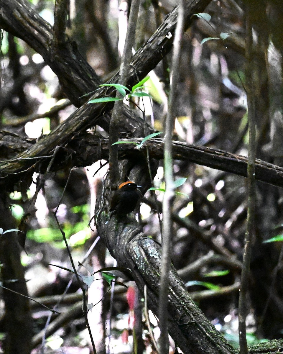 Rufous-capped Antthrush - ML647338797