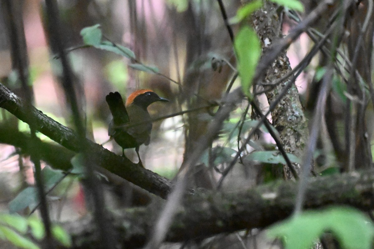 Rufous-capped Antthrush - ML647338798