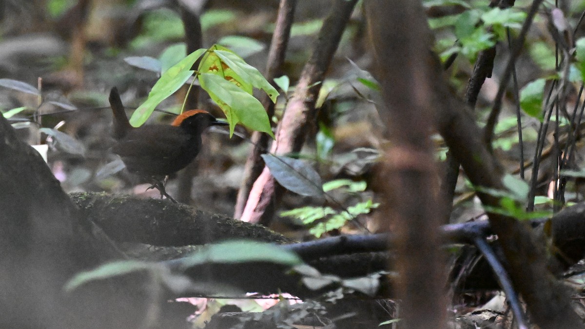Rufous-capped Antthrush - ML647338799