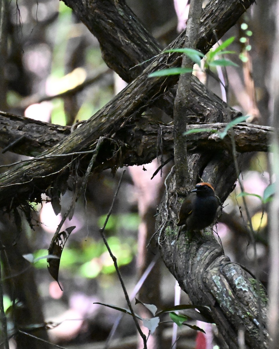 Rufous-capped Antthrush - ML647338800