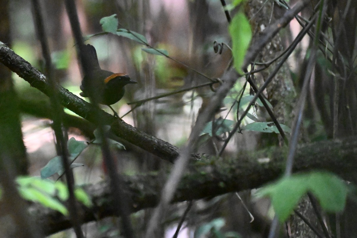 Rufous-capped Antthrush - ML647338801