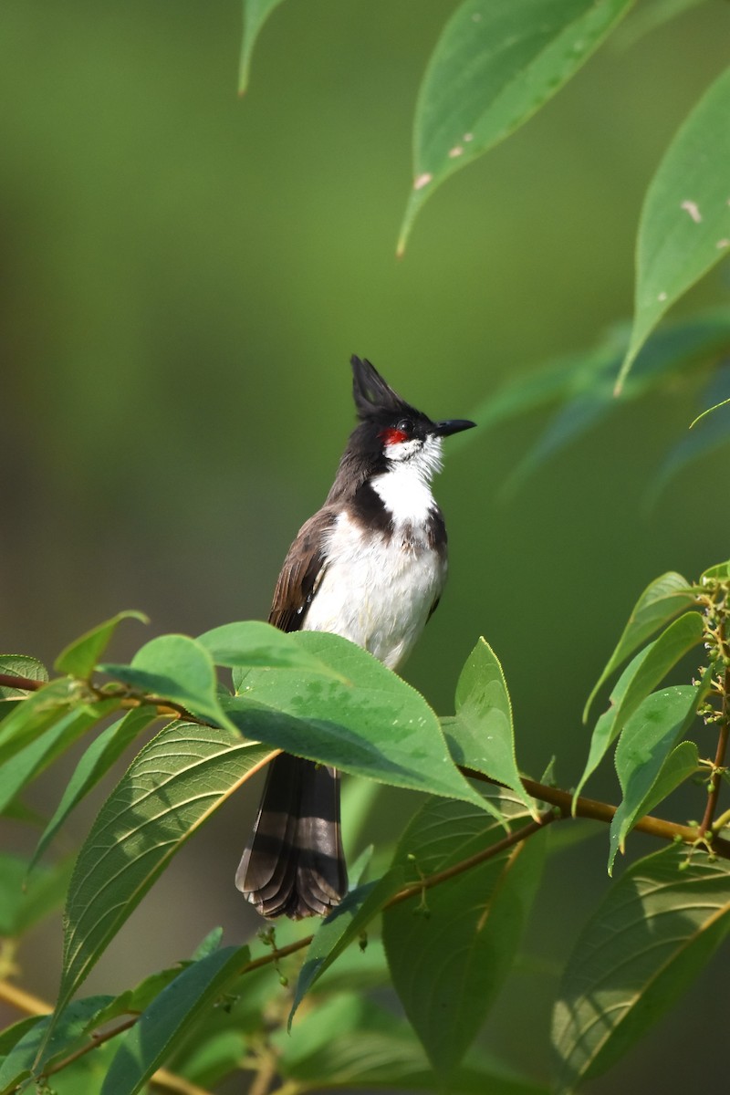 Rotohrbülbül - ML647338807