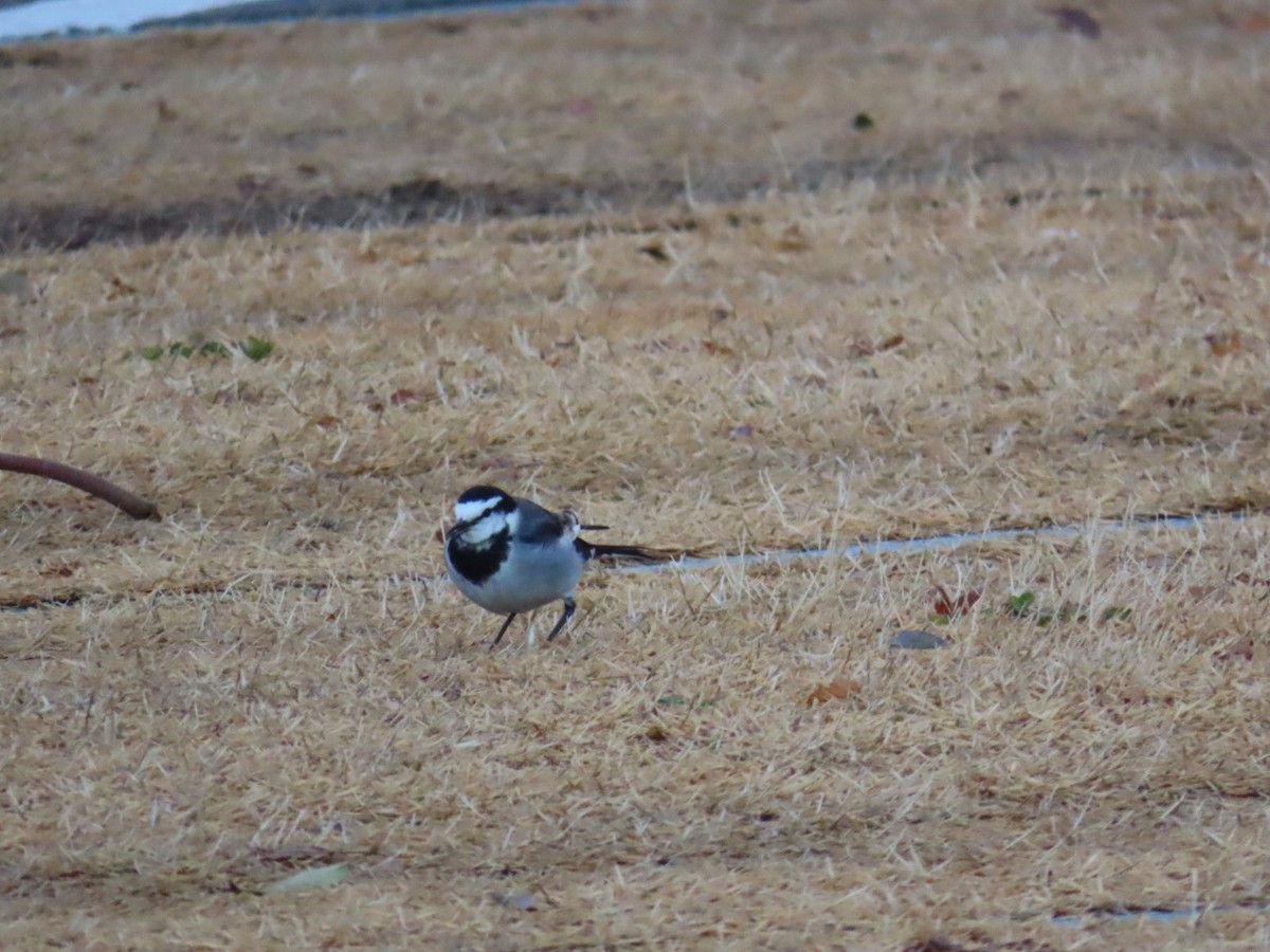 linerle - ML647338808