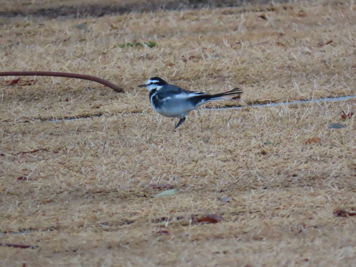 linerle - ML647338809