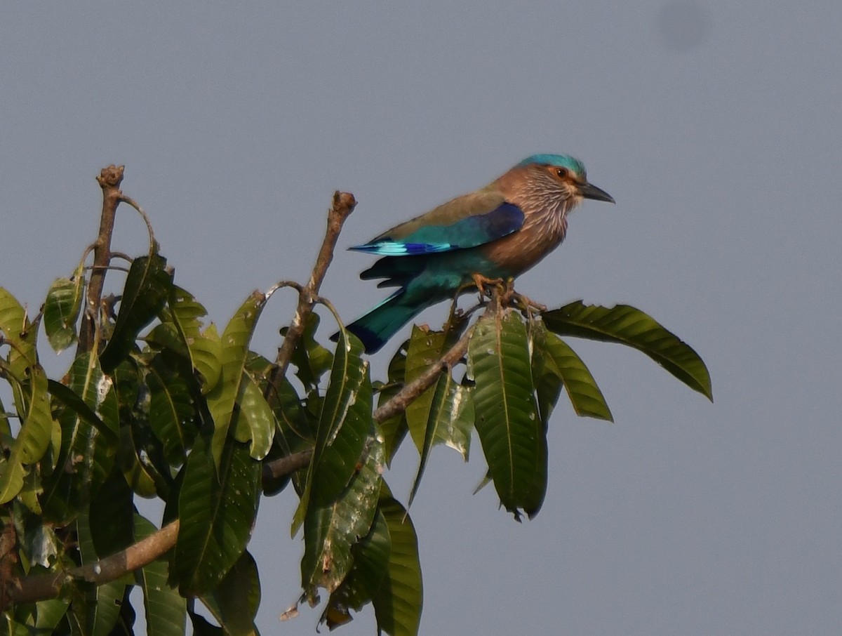 Indian Roller - ML647338812
