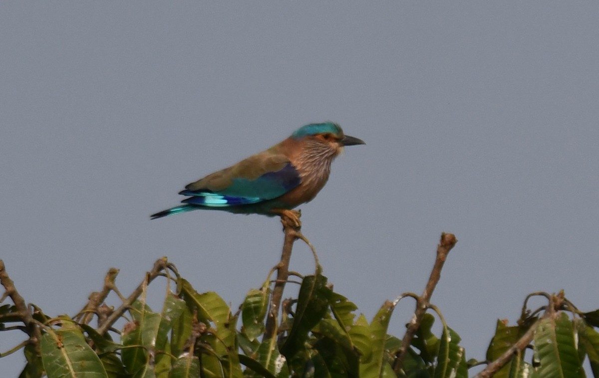 Indian Roller - ML647338817