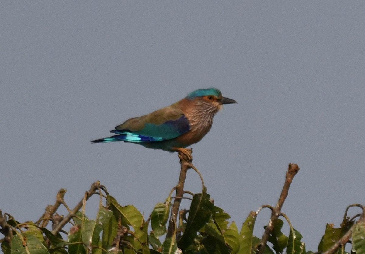 Indian Roller - ML647338818