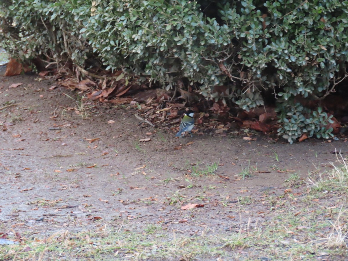 gråkjøttmeis (minor gr.) - ML647338829