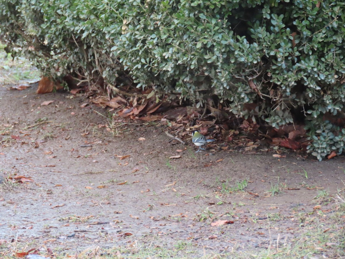 gråkjøttmeis (minor gr.) - ML647338830