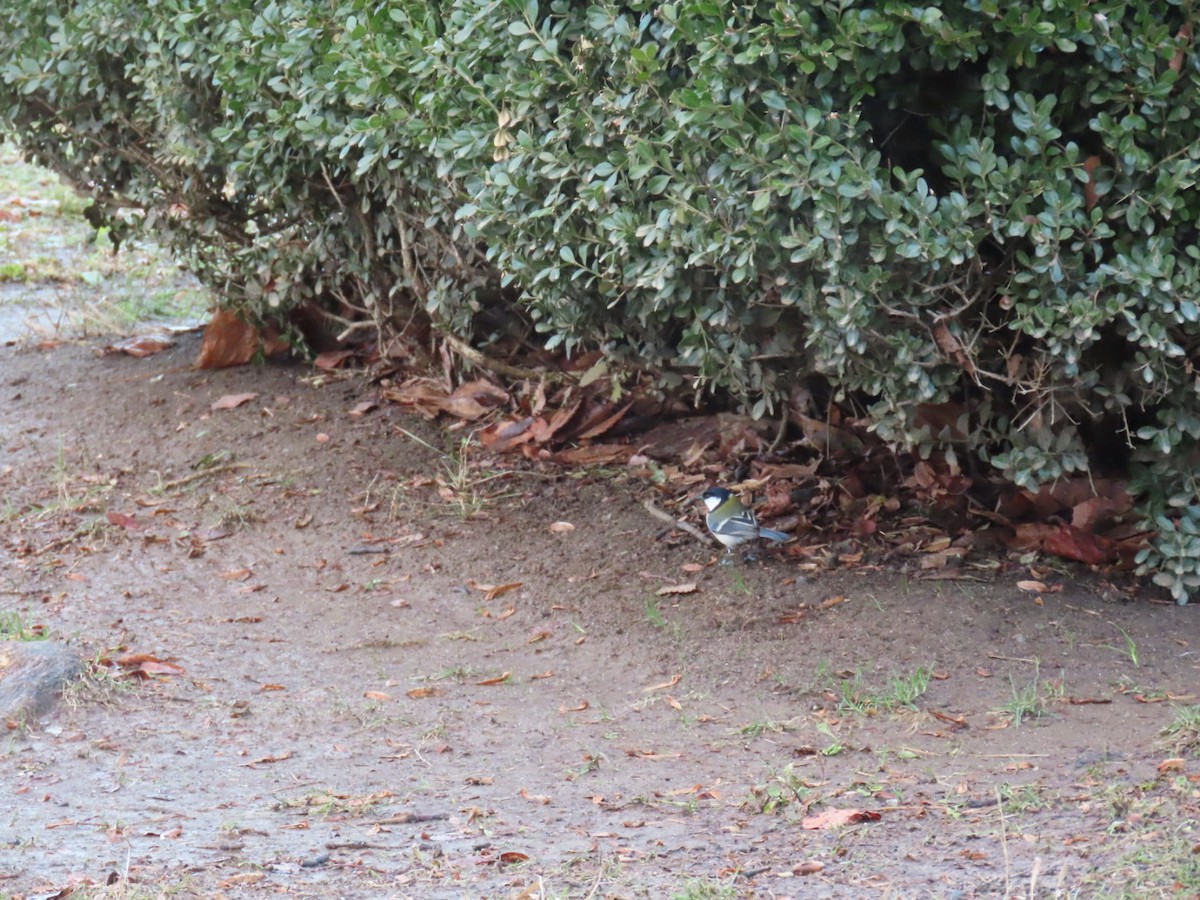 gråkjøttmeis (minor gr.) - ML647338831