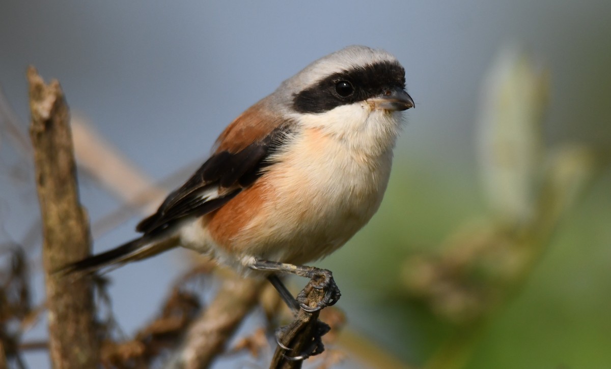 Bay-backed Shrike - ML647338832