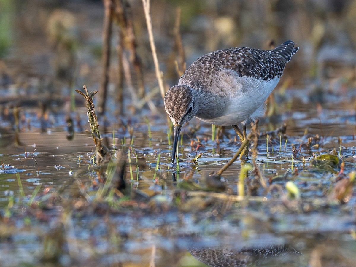 vodouš bahenní - ML647338833