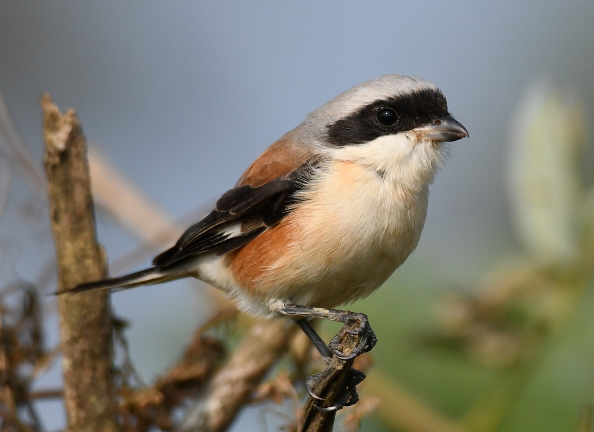 Bay-backed Shrike - ML647338834