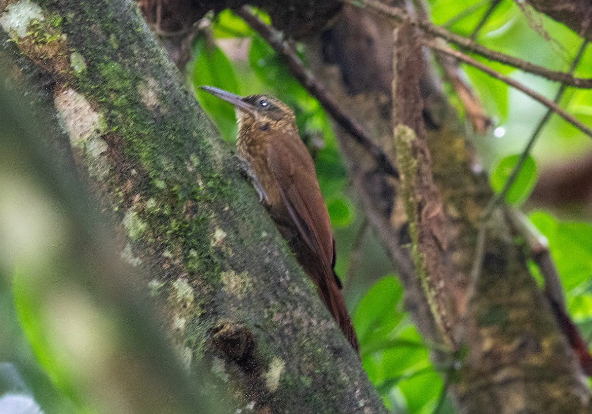 Cocoa Woodcreeper - ML647338835