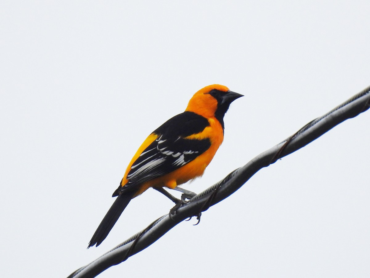 Altamira Oriole - ML647338837