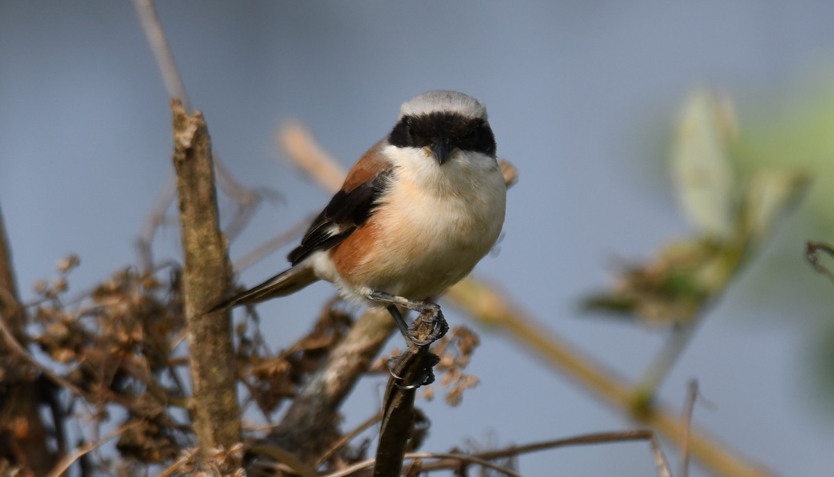 Bay-backed Shrike - ML647338838