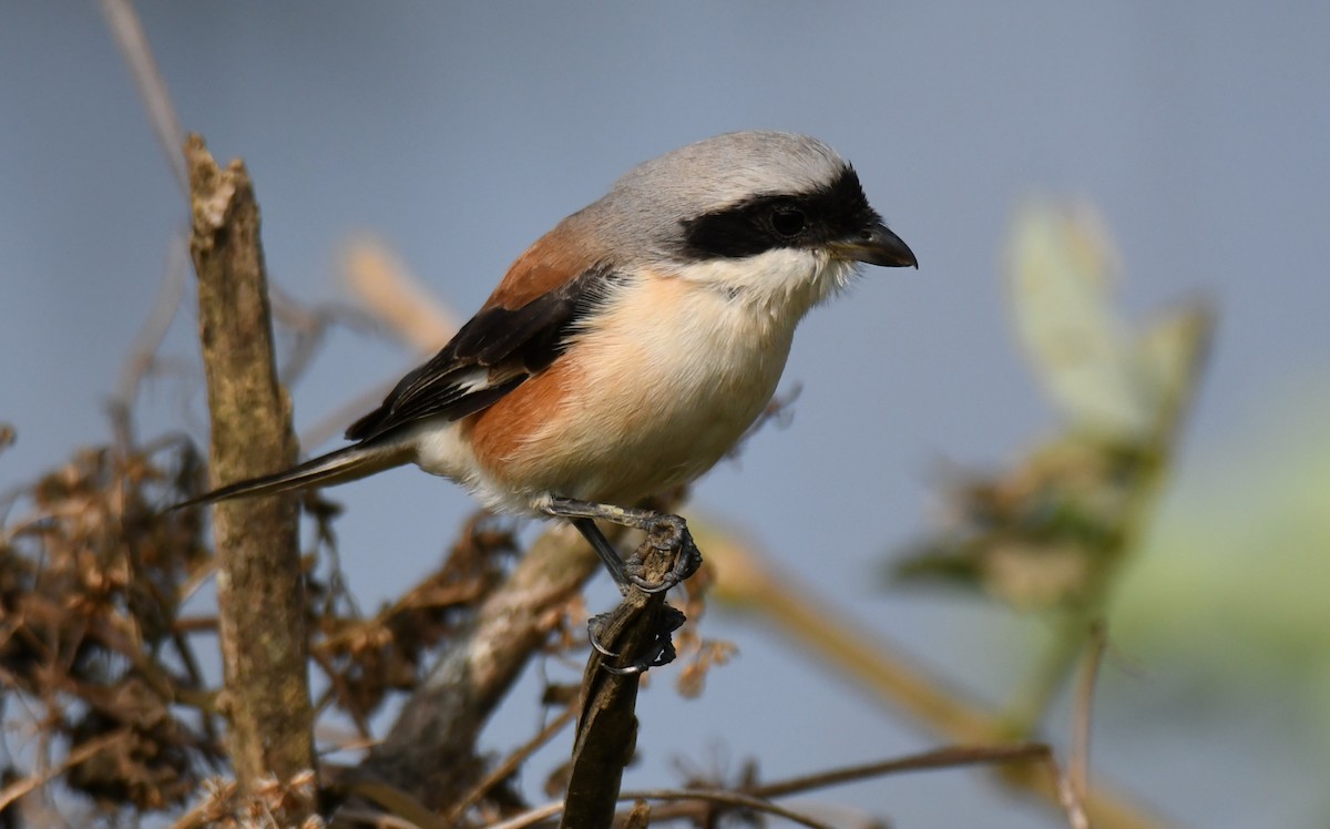 Bay-backed Shrike - ML647338840