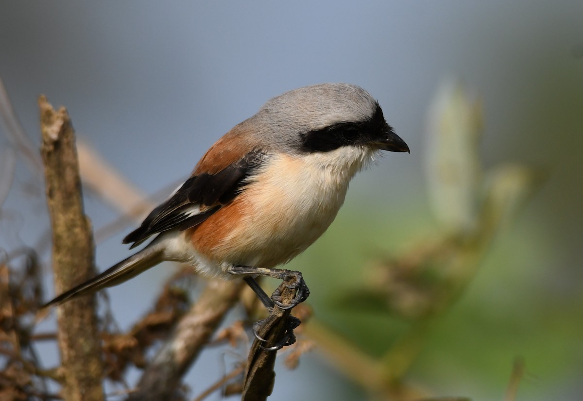Bay-backed Shrike - ML647338843