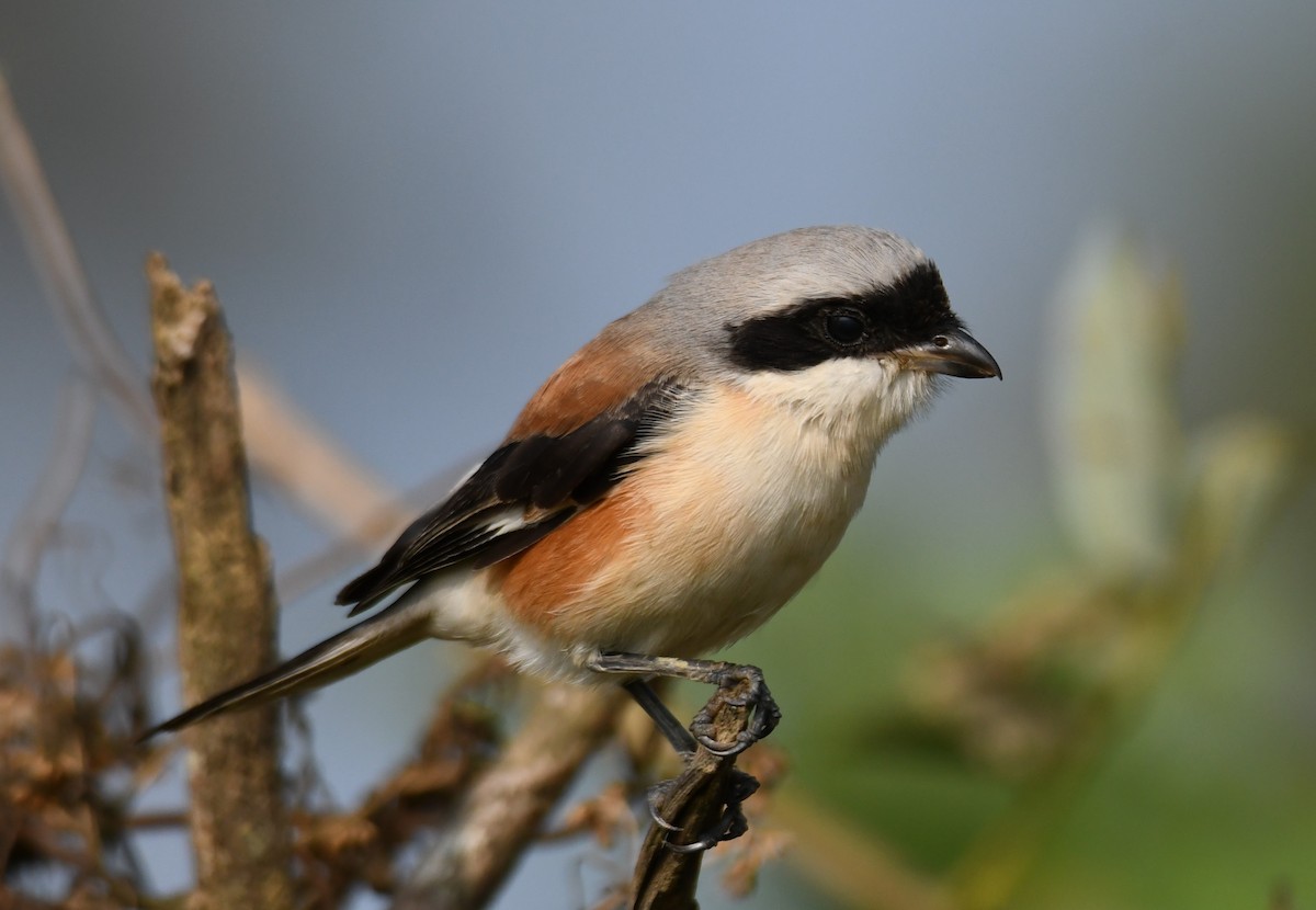 Bay-backed Shrike - ML647338845