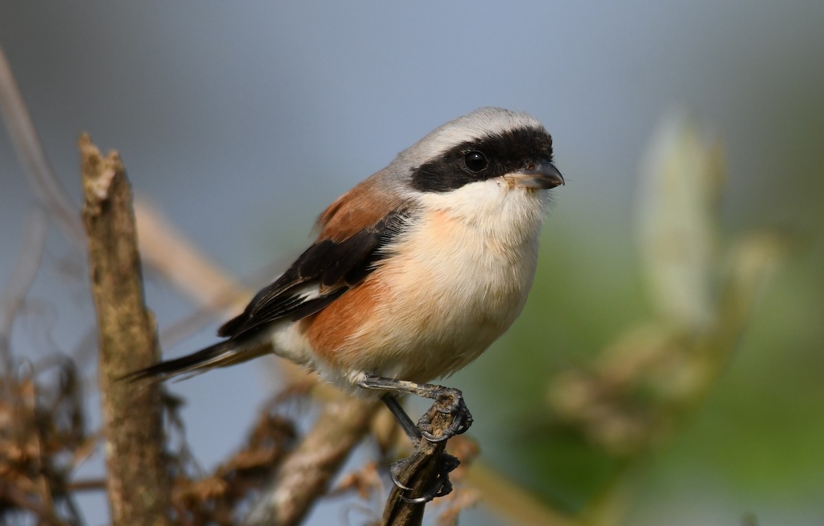Bay-backed Shrike - ML647338848
