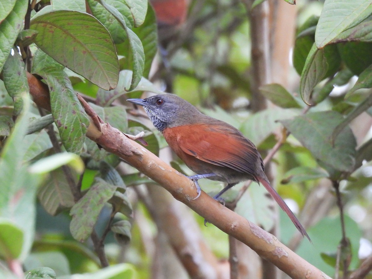 Rufous-breasted Spinetail - ML647338849