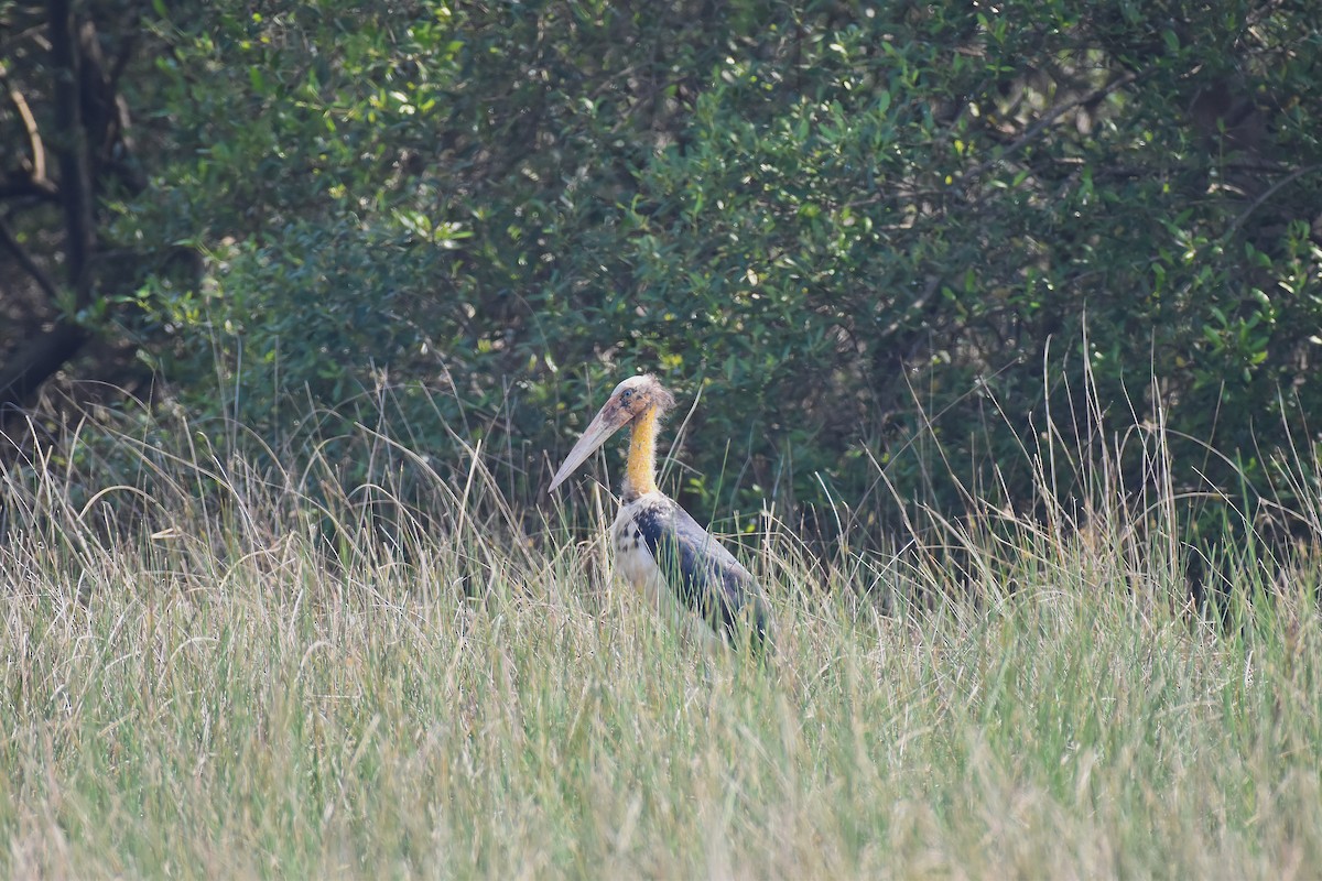 Sundamarabu - ML647338853