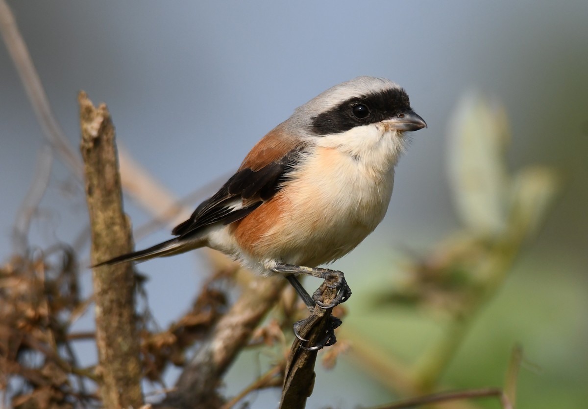 Bay-backed Shrike - ML647338856