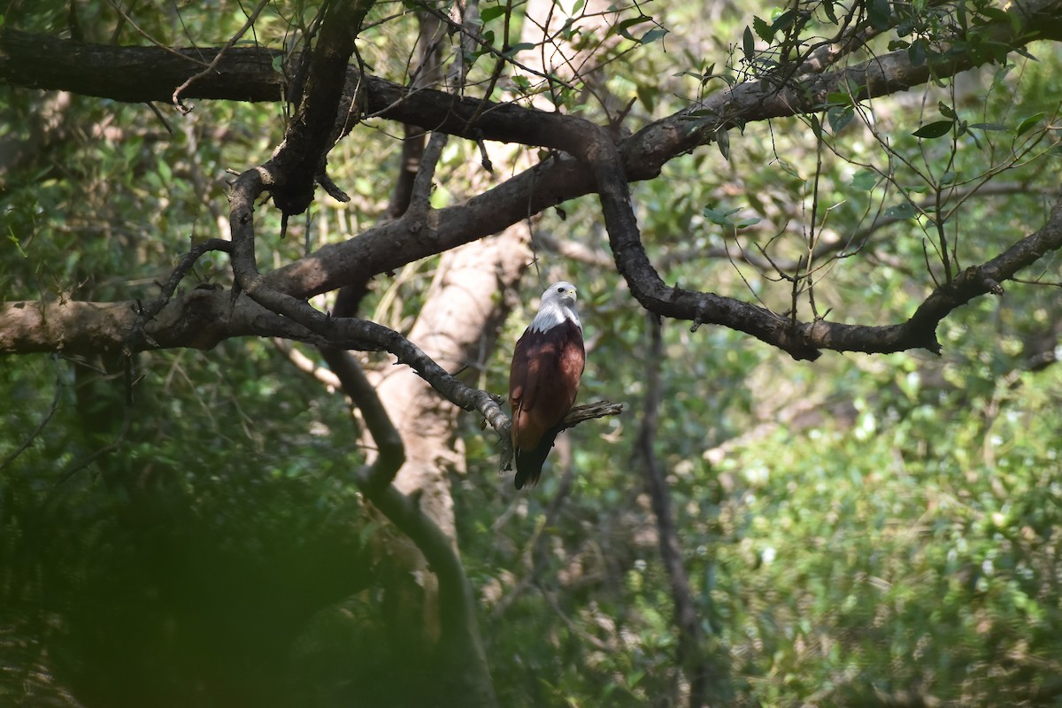 Brahmanenmilan - ML647338861