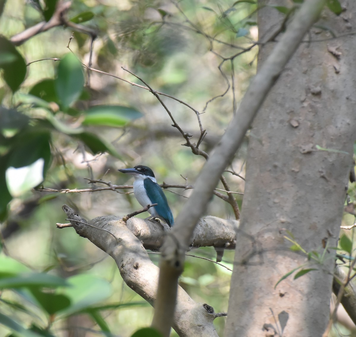 Halsbandliest - ML647338864