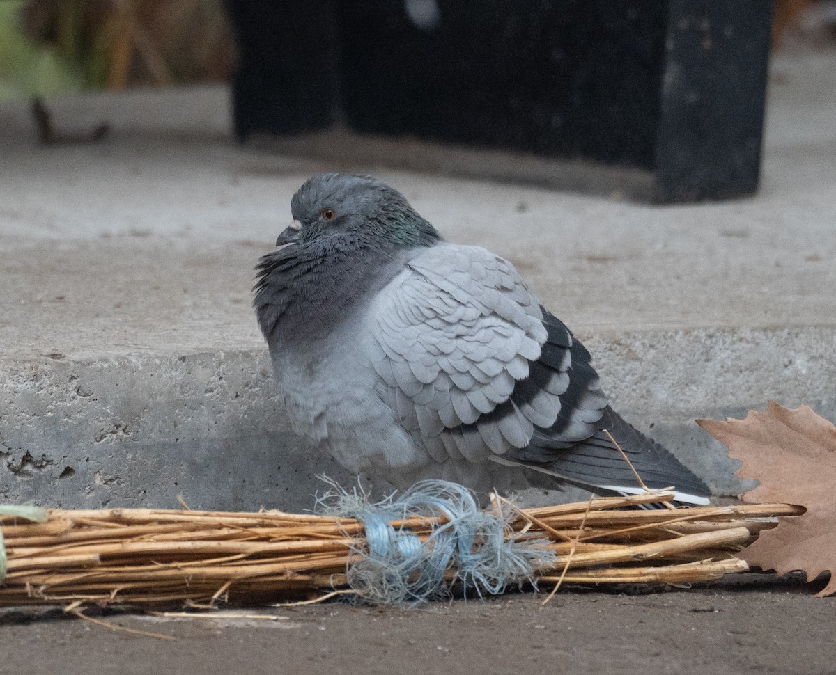 יונת בית - ML647338866